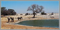 Etosha National Park