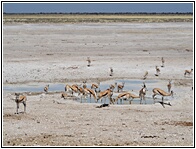 Etosha National Park