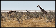 Etosha National Park