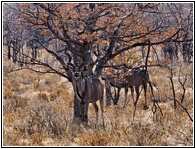Kudu
