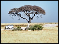 Etosha National Park
