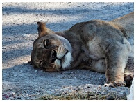 Lioness
