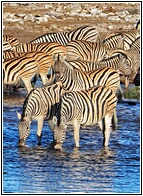 Etosha National Park