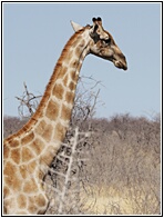 Giraffe