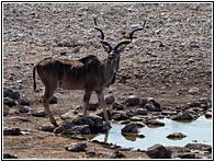 Kudu