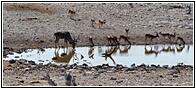 Waterhole