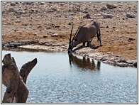 Oryx