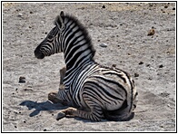 Zebra