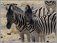 Stripes