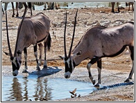 Gemsboks
