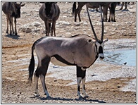 Gemsbok