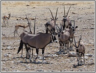 Gemsboks