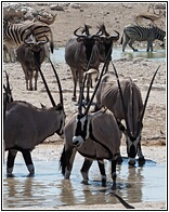 Gemsboks