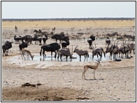 Nebrownii Waterhole