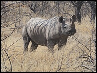 Rhino