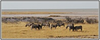 Zebras