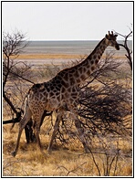 Giraffe