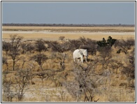 Etosha National Park