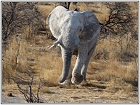 White Elephant