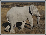 Elephant