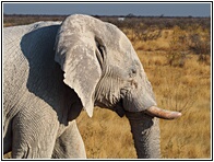 Elephant