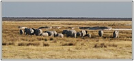Herd