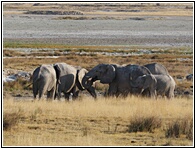Elephants
