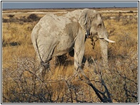 Elephant