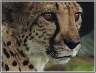 Cheetah