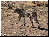 Cheetah Farm