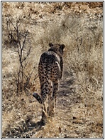 Cheetah Farm