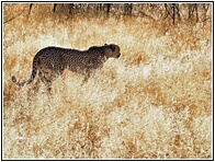 Cheetah Farm