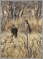 Cheetah Farm