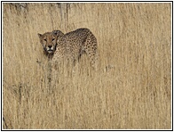 Cheetah