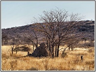 Cheetah Farm