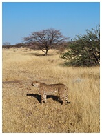 Cheetah Farm