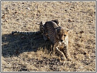 Cheetah Farm