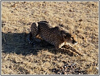 Cheetah Farm
