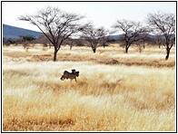 Cheetah Farm