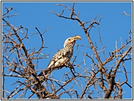 Hornbill