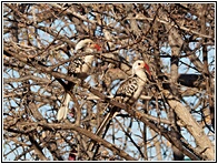 Hornbills