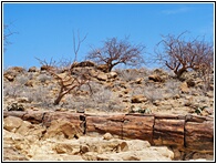 Petrified Forest
