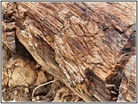 Petrified Forest