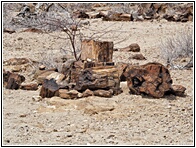 Petrified Forest
