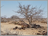 Petrified Forest