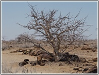 Petrified Forest