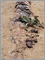 Welwitschia Mirabilis