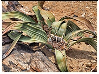 Welwitschia Mirabilis