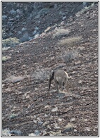 Desert Elephant