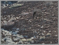 Desert Elephant